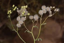 Image result for Nidorella welwitschii