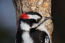 Downy woodpecker taking a break on the swing. The Bird Halls Maps And Downy Woodpeckers In The Chicago Region Field Museum