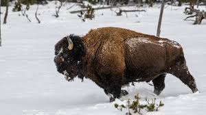Mar 07, 2013 · bison quick facts. Philippe Jeanty Yellowstone Bisons Running