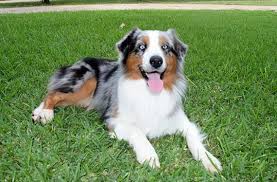 > community events for sale gigs housing jobs resumes services. Australian Shepherd Breeders Texas
