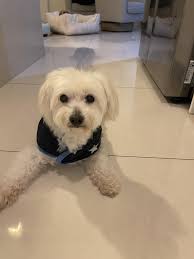 Looking for some info, our girl tested positive for hyperuricosuria and has  allergies to omega 3 fatty acids and chicken. Our vet suggested royal cain  for Dalmatian's but they all have fish