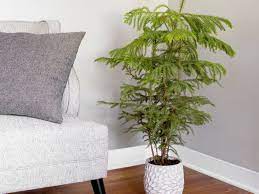 However, you will need to move it around always, this way it can receive sunlight from different angles. How To Grow And Care For Norfolk Island Pine