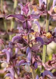 Image result for Salvia sclarea