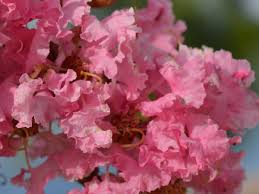 Maybe you would like to learn more about one of these? Proper Pruning Of Crepe Myrtles Dengarden