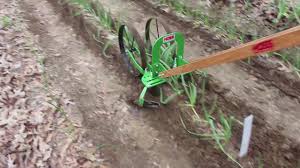 Big wheel cultivator hand cultivator one wheel cultivator wheel hoe cultivator rotary cultivator sleeve hitch cultivator soil cultivator vintage cultivator garden cultivator planet jr cultivator field cultivator antique push cultivator high wheel sod cutter high wheel weeder high wheel. High Arch Wheel Hoe Plowing Onions And Garlic Youtube