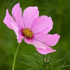 Image May Contain Flower Plant Nature And Outdoor Cosmos Flowers Flower Line Drawings Flower Photos