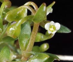 Image result for Montia