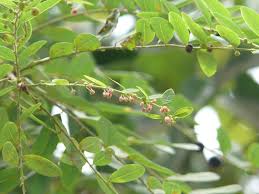 Image result for Phyllanthus reticulatus