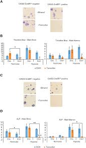 To activate the cre/ert 2 recombinase in embryos, one tam treatment (130 mg/kg body weight) was administered to the pregnant females by oral gavage at e9.5 or at e10.5. Effects Of Creert2 4 Oh Tamoxifen And Gender On Cfu F Assays