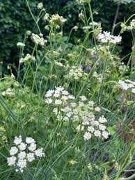 Image result for Oenanthe procumbens