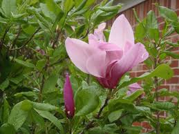 Easy to grow and maintain, with or without a green thumb. Magnolia Jane Jane Magnolia Magnolia North Carolina Extension Gardener Plant Toolbox