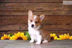 Maybe you would like to learn more about one of these? Corgi Breeders San Diego L2sanpiero