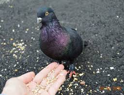 How To Care For A Rescued Pet Pigeon For Newbies