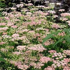 Image result for Pimpinella robynsii
