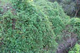 Image result for Neonotonia wightii