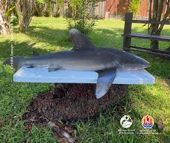 Un Requin Parata Retrouve Mort A Moorea Tntv Tahiti Nui Television