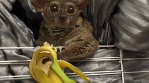 We did not find results for: Bushbaby Safe After Pet Store Owner Uses Exotic Animal As Payment Kmtr