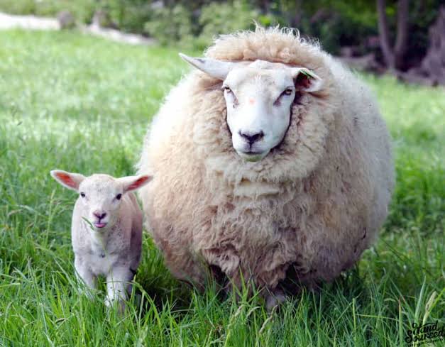 Lamb, Hogget, or Mutton? Understanding the Differences and Choosing the  Best Cut - Hand Sourced
