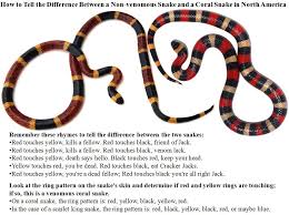 How To Tell The Difference Between A Non Venomous Snake And A Coral Snake In North America Snake Venom Snake Coral Snake