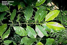 Image result for Gnetaceae