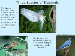 Twilight had been up practically with good, now this might sound weird, twilight paused for a second, unsure how dash would react to this request. The Tale Of The Bluebird Trail By The Virginia Bluebird Society Ppt Download