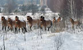Animals — from horses to foxes to dogs and beyond — have begun to flourish in this. Site Of Chernobyl Nuclear Accident Is Now A Wildlife Refuge 33 Years After Disaster Daily Mail Online
