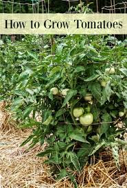 Best spacing for tomato plants. How To Grow Tomatoes In Your Garden From Seed To Harvest