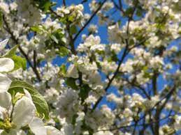 Check spelling or type a new query. Best Spring Flowering Trees For Central Nj Pa Organic Plant Care Llc Organic Lawn Plant Health Service In Hunterdon Morris Somerset Union Counties Nj And Bucks County Pa