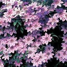 Check spelling or type a new query. Orchid Red Clematis Direct Gardening