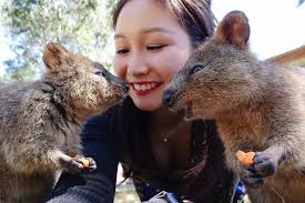 innasense was having just too much fun in our Quokka Selfie encounter that  we couldn't choose which pic to post! Who's got a Quokka Kiss