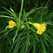 Thevetia Peruviana Be Still Tree Luckynut Yellow Oleander Hawaiian Plants And Tropical Flowers Hawaiian Plants Plants Oleander Plants