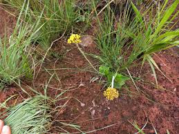 Image result for Helichrysum mechowianum