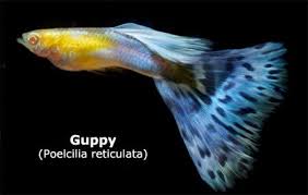 Acquario Tropicale D Acqua Dolce 9 Pesci Facili Da Allevare