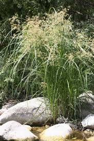 Image result for Cyperus longus