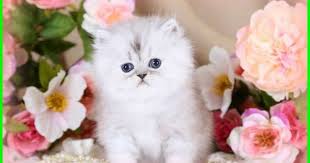  Gambar Kucing Lucu Imut Dan Paling Menggemaskan Sedunia Gambar Kucing Lucu Kucing Lucu Menggambar Kucing