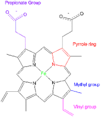 Image result for Heme