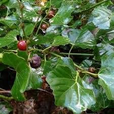 Image result for Rhoicissus tomentosa