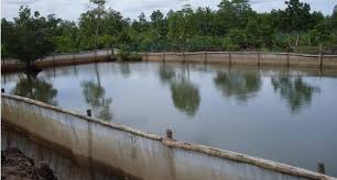 Tree fish farm is a game that gives you virtual dollars and diamonds for upgrading a money tree. Guidance Of Tilapia Fish Farming