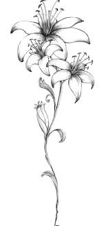 Tattoo Tattoo Shoulder Lily Tattoo Shoulder Lily Flower Drawings 67 Ideas Drawings Flower Shoulder Tattoo Lily Flower Tattoos Tattoos Flower Tattoos