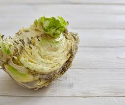 Biological survey of pests and diseases of cabbage with the. How To Tell If Cabbage Is Bad 3 Signs Of Spoilage Dried Foodie