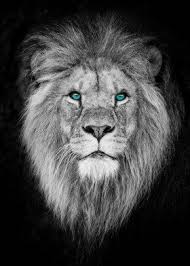 Black And White Lion Canvas Print Blue Eye Lion Lion Canvas Black And White Lion Lion Wall Art