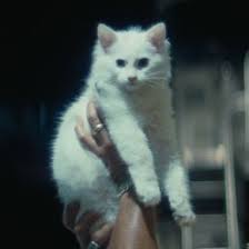 The film had its world premiere at the lincoln center in new york city on december 16, 2019. Is There A Cat In This Movie Catinthemovie Twitter