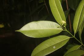 Image result for Hunteria zeylanica