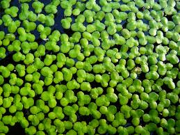 Image result for Lemna aequinoctialis