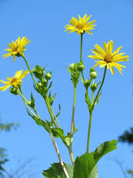 Buy the best and latest cup plant on banggood.com offer the quality cup plant on sale with worldwide free shipping. Silphium