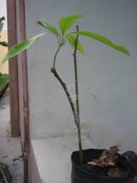 Dengan cara ini, kita dapat menghasilkan pokok mangga yang cepat berbuah berbanding pokok mangga yang tumbuh melalui. My Agri Log Pengalaman Cantuman Grafting Kahwin Pokok Buah Buahan