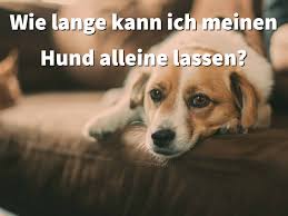 Grundsätzlich ist es nicht einfach einen hund mehrere stunden allein zu lassen. Wie Lange Kann Ich Meinen Hund Alleine Lassen Alleinsein Trainieren Ab Dem Welpenalter