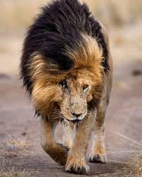 To see him in real life is considered a thing. Wildlife Animals Nature Beast Photo By Jon Ste Swagger And Attitude