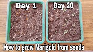 Sowing pot marigold seed tagetes marigolds flower within a few weeks of sowing and can either be sown indoors in early spring to flower from early summer or sown outside in late spring, for later blooms. How To Grow Marigold From Seeds With Update Grow Marigold From Marigold Flowers Youtube