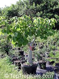 Image result for Pseudobombax